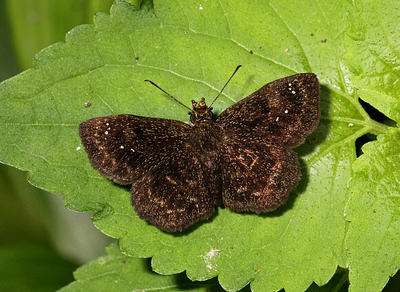 Plötz’s Sootywing