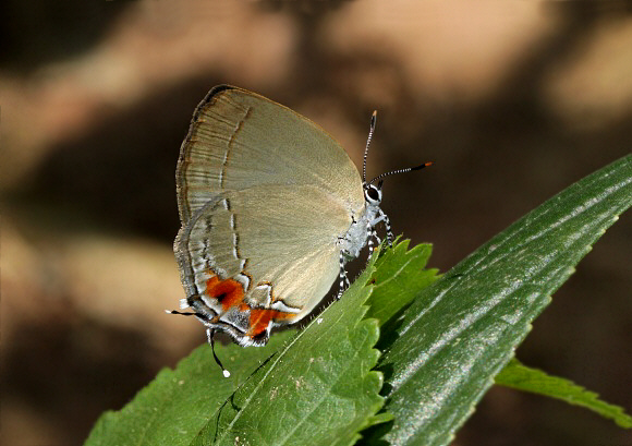 Druce’s Pearly Hairstreak