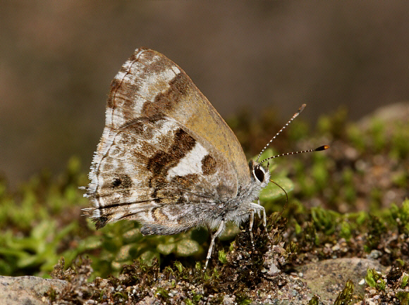 Davara Scrub-Hairstreak