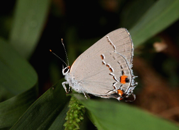 Strymon melinus female, Arizona, USA – Tony Hoare