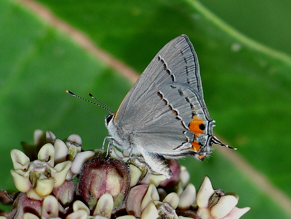 Strymon melinus male, Great Blue Hill, Massachusetts, USA – Frank Model