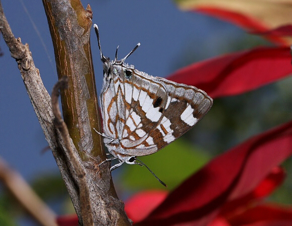 Bowker’s Marbled Sapphire