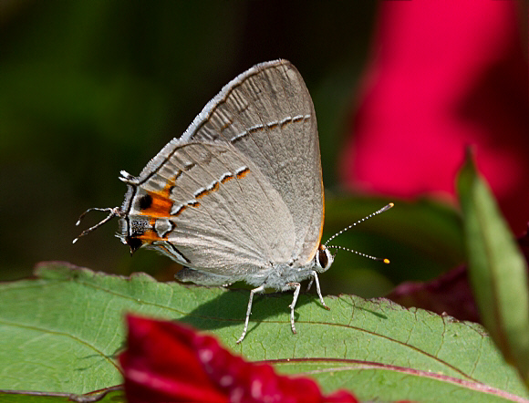 Gray Hairstreak