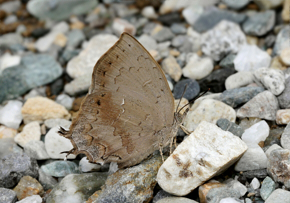 Common Acacia Blue