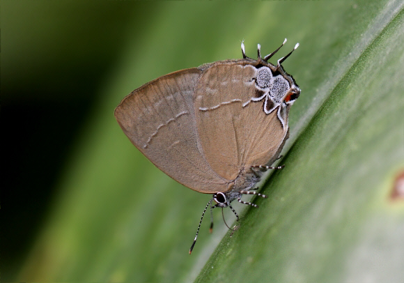 Tanais Hairstreak