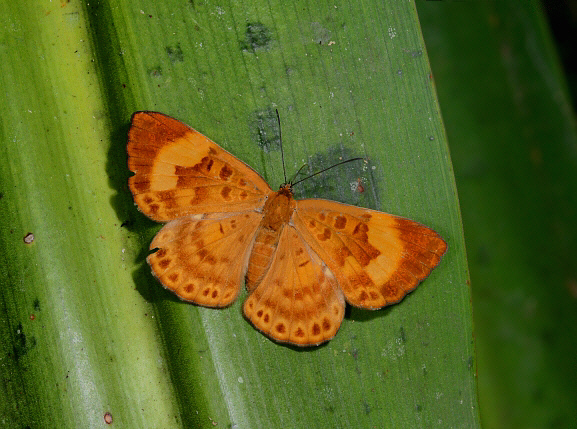 Orestessa Metalmark