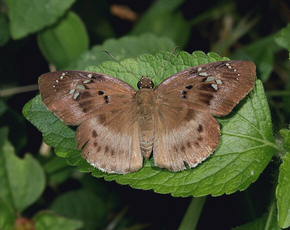 Tagiades flesus, Amedzofe, Likpe Hills, Ghana – Adrian Hoskins