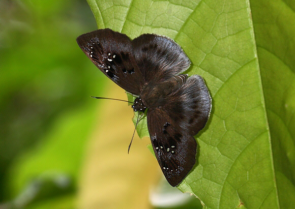 Tagiades flesus, Amedzofe, Likpe Hills, Ghana – Adrian Hoskins