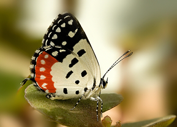 Red Pierrot