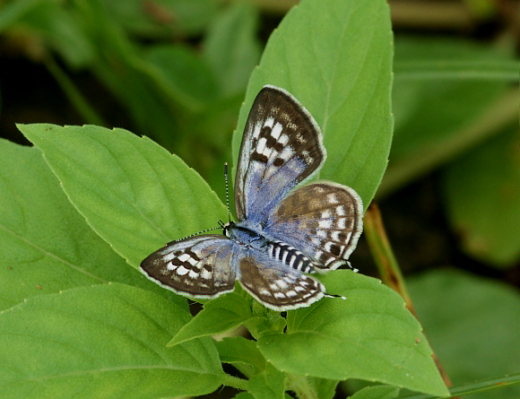 Tarucus callinara, female, Weligaththa, Sri Lanka - Adrian Hoskins