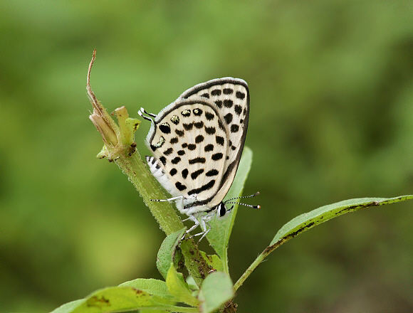 Tarucus callinara, male, Weligaththa, Sri Lanka - Adrian Hoskins