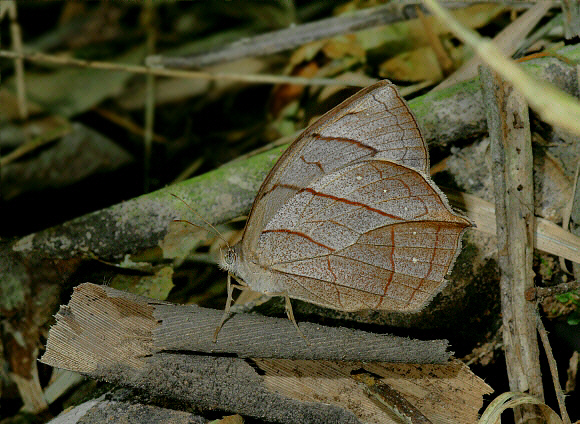 Dead-leaf Wood Nymph