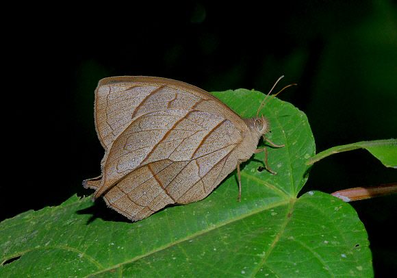 Taygetis angulosa, Rio Madre de Dios, Peru - Adrian Hoskins