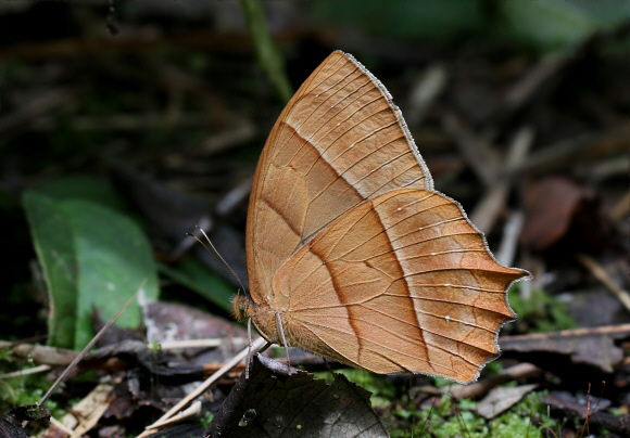 Chrysogone Wood Nymph