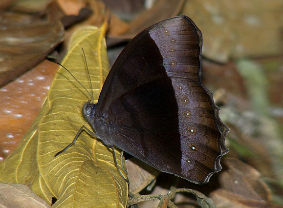 Cleopatra Wood Nymph