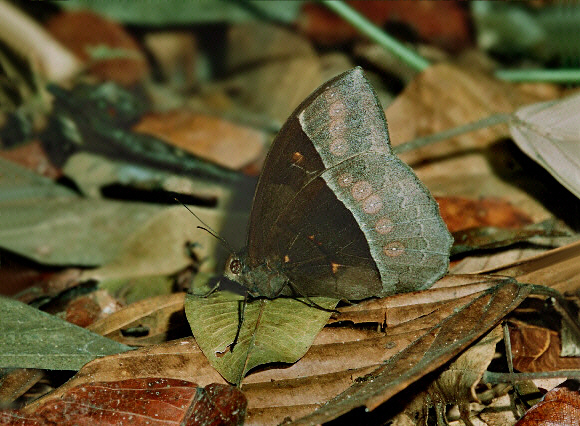 Taygetis mermeria wet season form, Rio Madre de Dios, Peru - Adrian Hoskins