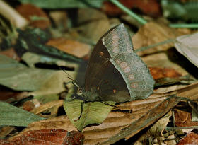 Taygetis%20mermeria%20004 small - Learn Butterflies