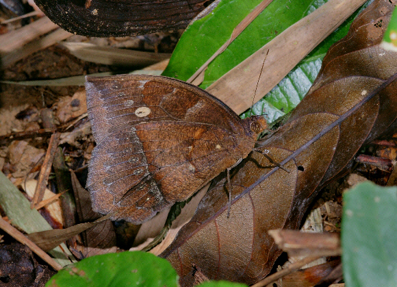 Mermeria Wood Nymph