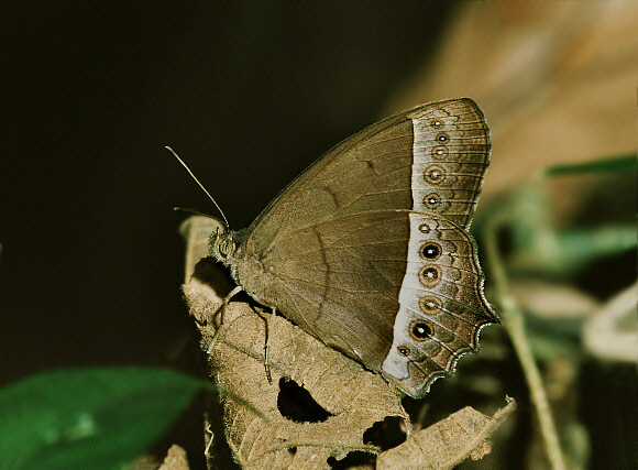 Sylvia Wood Nymph