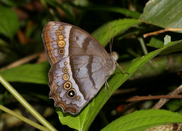 Andromeda Wood Nymph