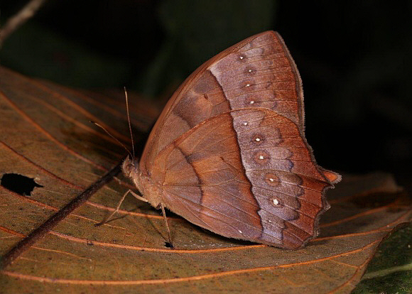 Virgilia Wood Nymph