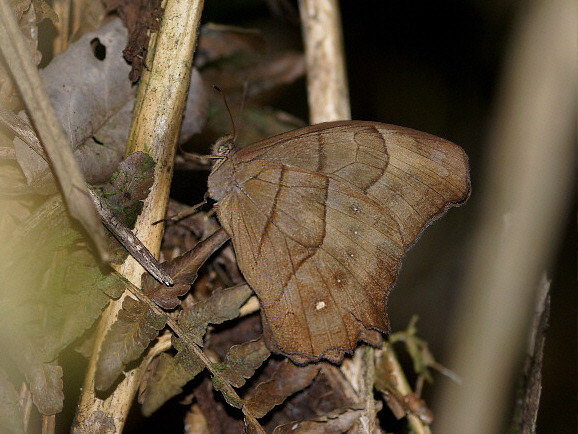 Puritana Wood Nymph