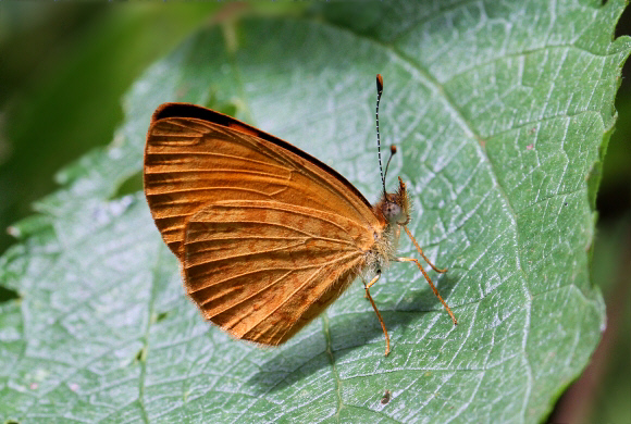 Tegosa claudina, Otun-Quimbaya, Colombia - Adrian Hoskins