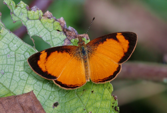 Tegosa claudina, Otun-Quimbaya, Colombia - Adrian Hoskins