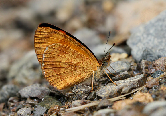 Tegosa claudina, Otun-Quimbaya, Colombia - Adrian Hoskins