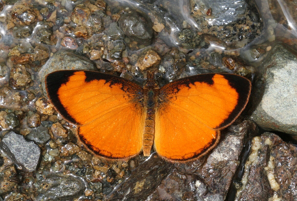 Tegosa claudina, Otun-Quimbaya, Colombia - Adrian Hoskins