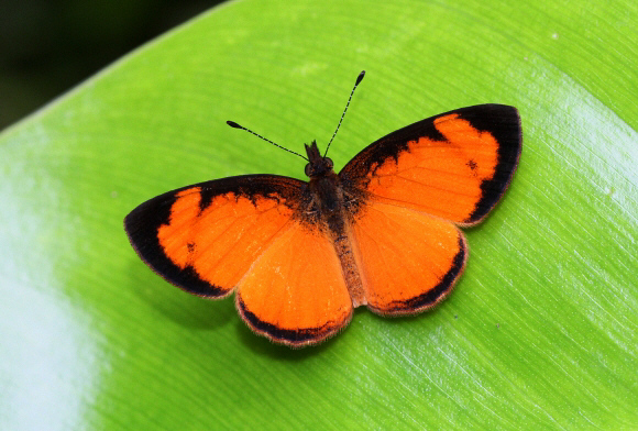 Apricot Crescent