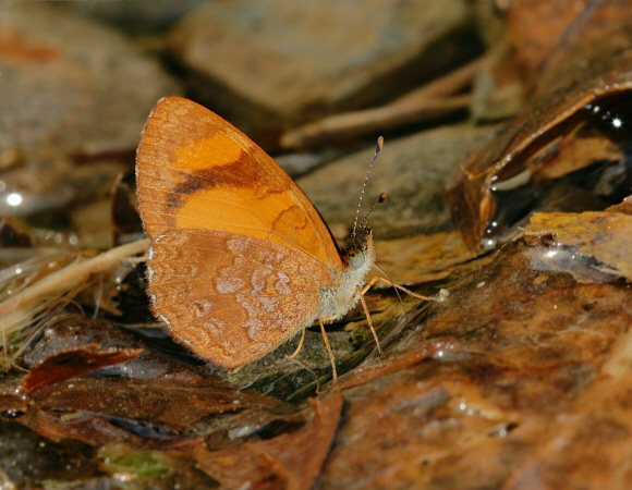 Tegosa etia, Manu cloudforest, 900m, Peru - Adrian Hoskins