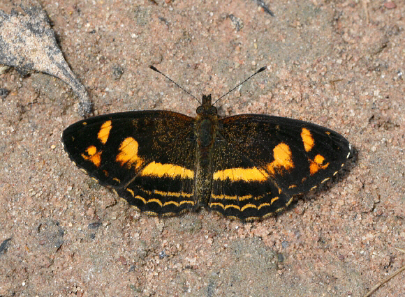 Narrow-banded Crescent