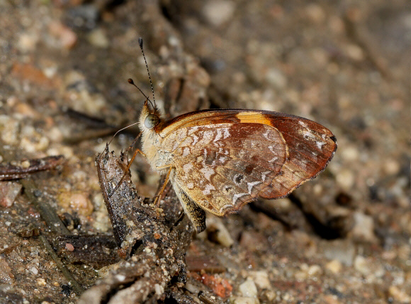 Telenassa jana, male, Satipo, Peru - Adrian Hoskins