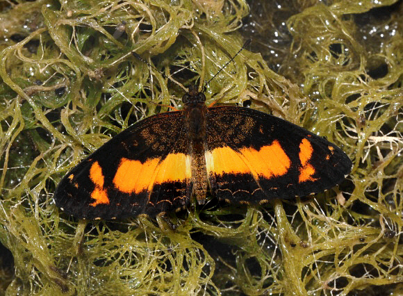 Telenassa teletusa burchelli male, Satipo, Peru - Adrian Hoskins