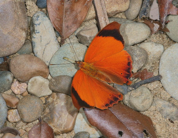 Temenis laothoe normal form, Rio Madre de Dios, Peru