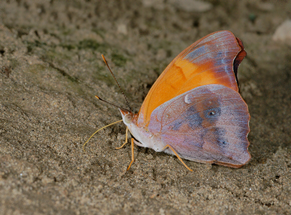 Temenis%20laothoe%20203a - Learn Butterflies