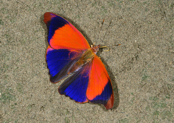 Temenis laothoe form violetta, Rio Madre de Dios, Peru