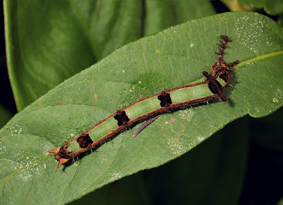 Tomato Caterpillar