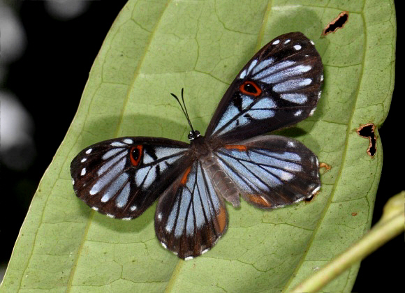 Red-eyed Underleaf