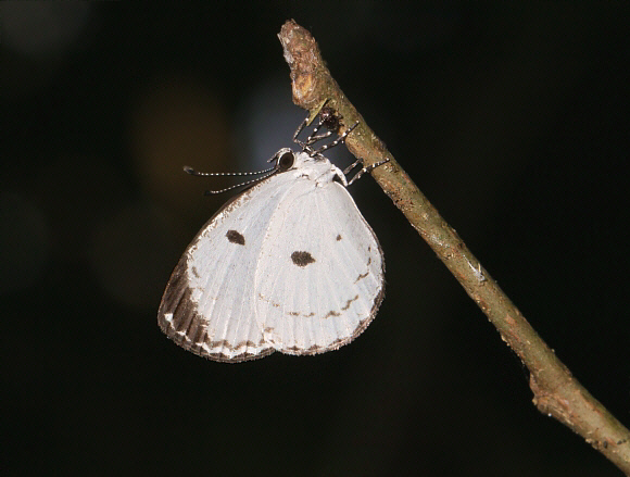 Tetrarhanis symplocus, Bunso, Ghana - Adrian Hoskins