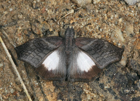 White-centred Bent Skipper