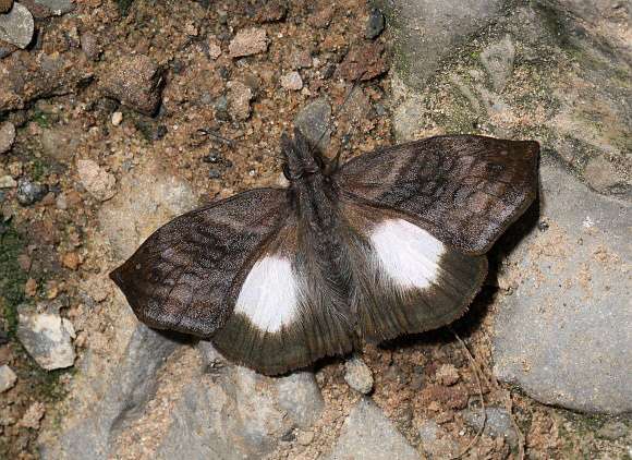 Mercurial Skipper