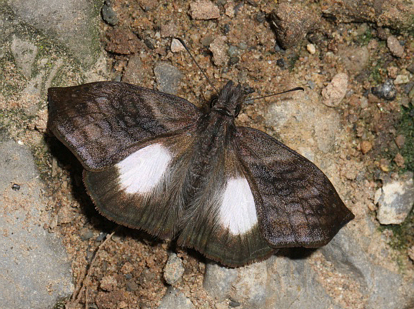 Theagenes albiplaga, Satipo, Peru - Adrian Hoskins