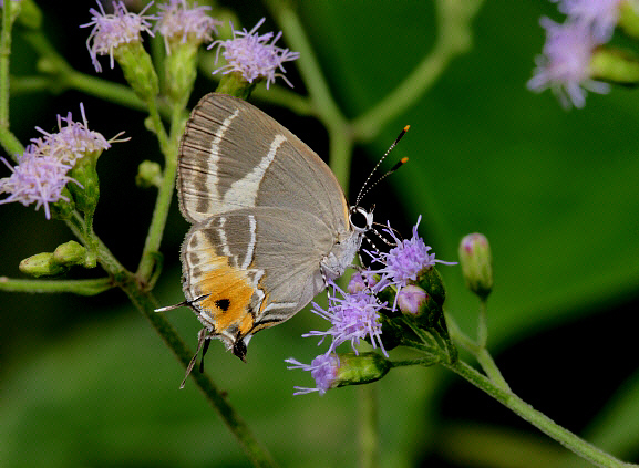 Euphonious Hairstreak