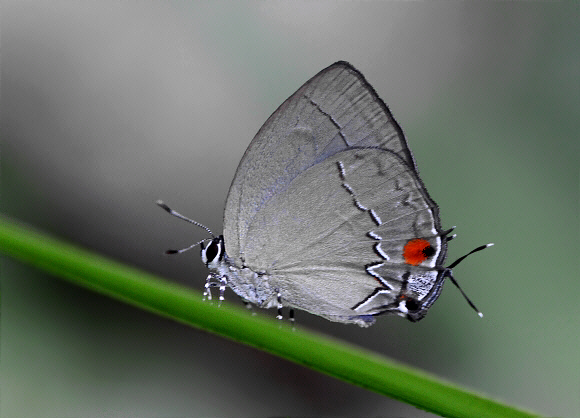 Theclopsis demea, Rio Claro, Colombia – Adrian Hoskins