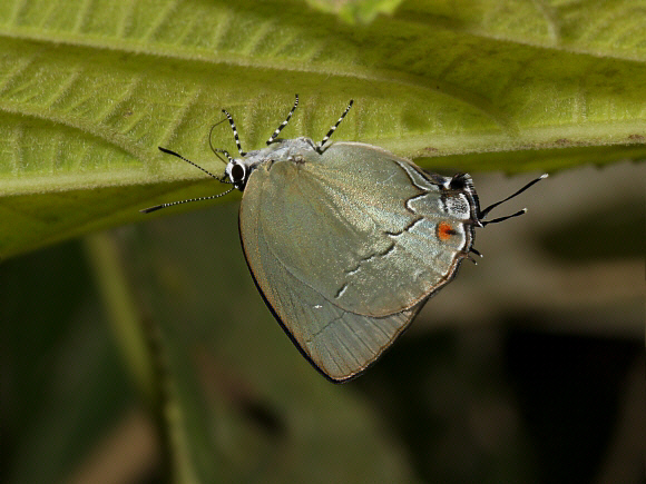 Theclopsis lydus, Satipo, Peru – Adrian Hoskins