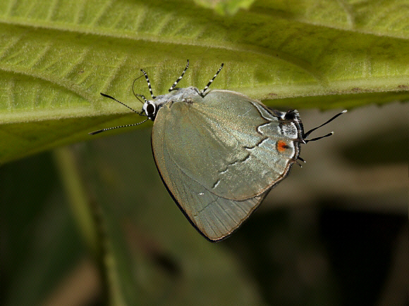 Common Silverstreak