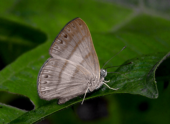 Banded Theope