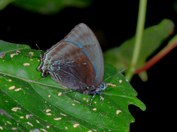 Hemon Blue Hairstreak